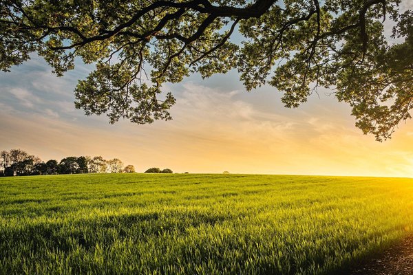 Quels sont les impacts de l'énergie éolienne domestique sur la biodiversité ?