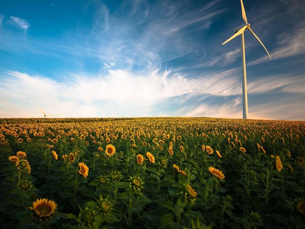 Quelles sont les meilleures pratiques pour intégrer l'énergie éolienne domestique dans son environnement naturel ?