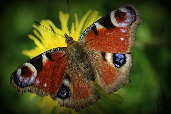 Le rôle de la biodiversité dans la production d'énergie éolienne domestique