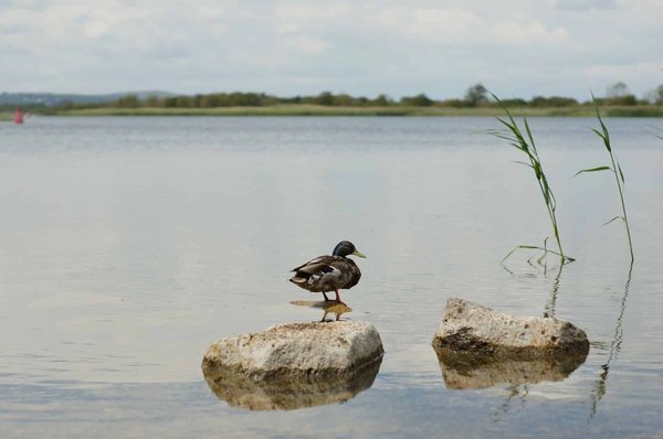 La cohabitation réussie entre la biodiversité et l'énergie éolienne domestique