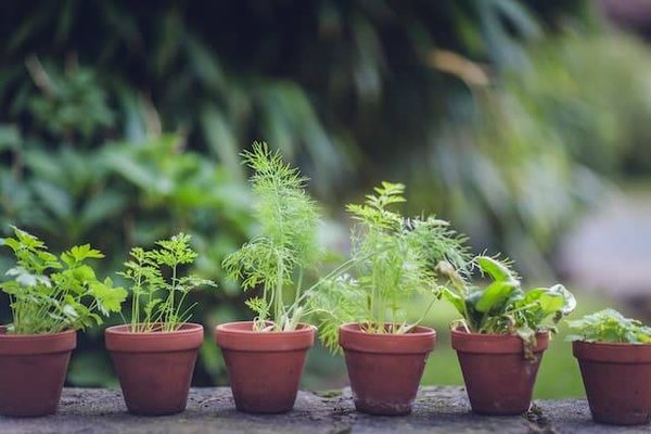 Qu'est-ce que la permaculture et comment la pratiquer ?