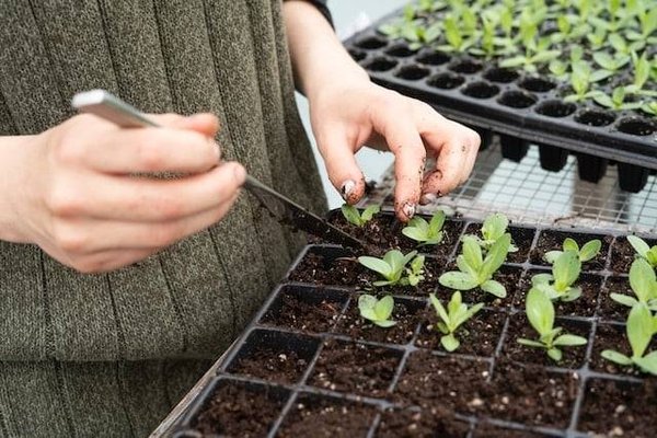 Quels sont les principes et les techniques de la permaculture?