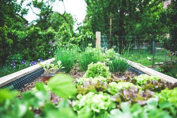 Comment créer son propre potager en permaculture ?
